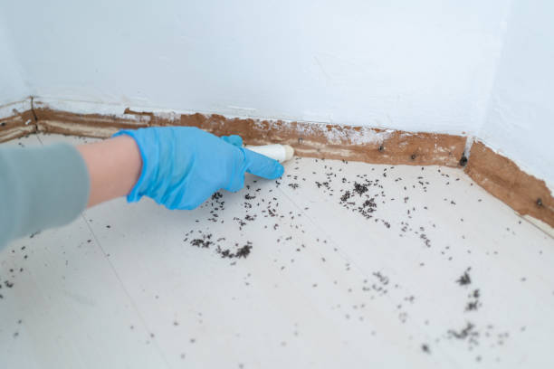 Best Pest Prevention Services  in Knightsen, CA